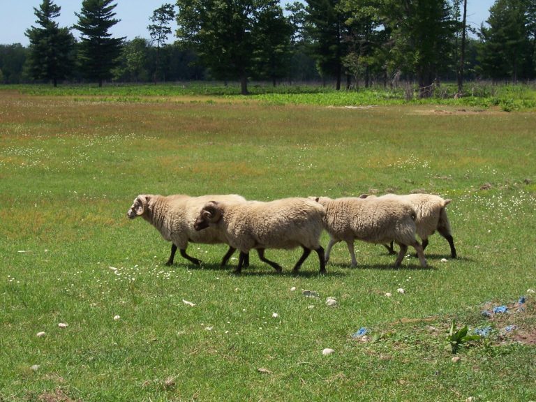 Sheep in a field