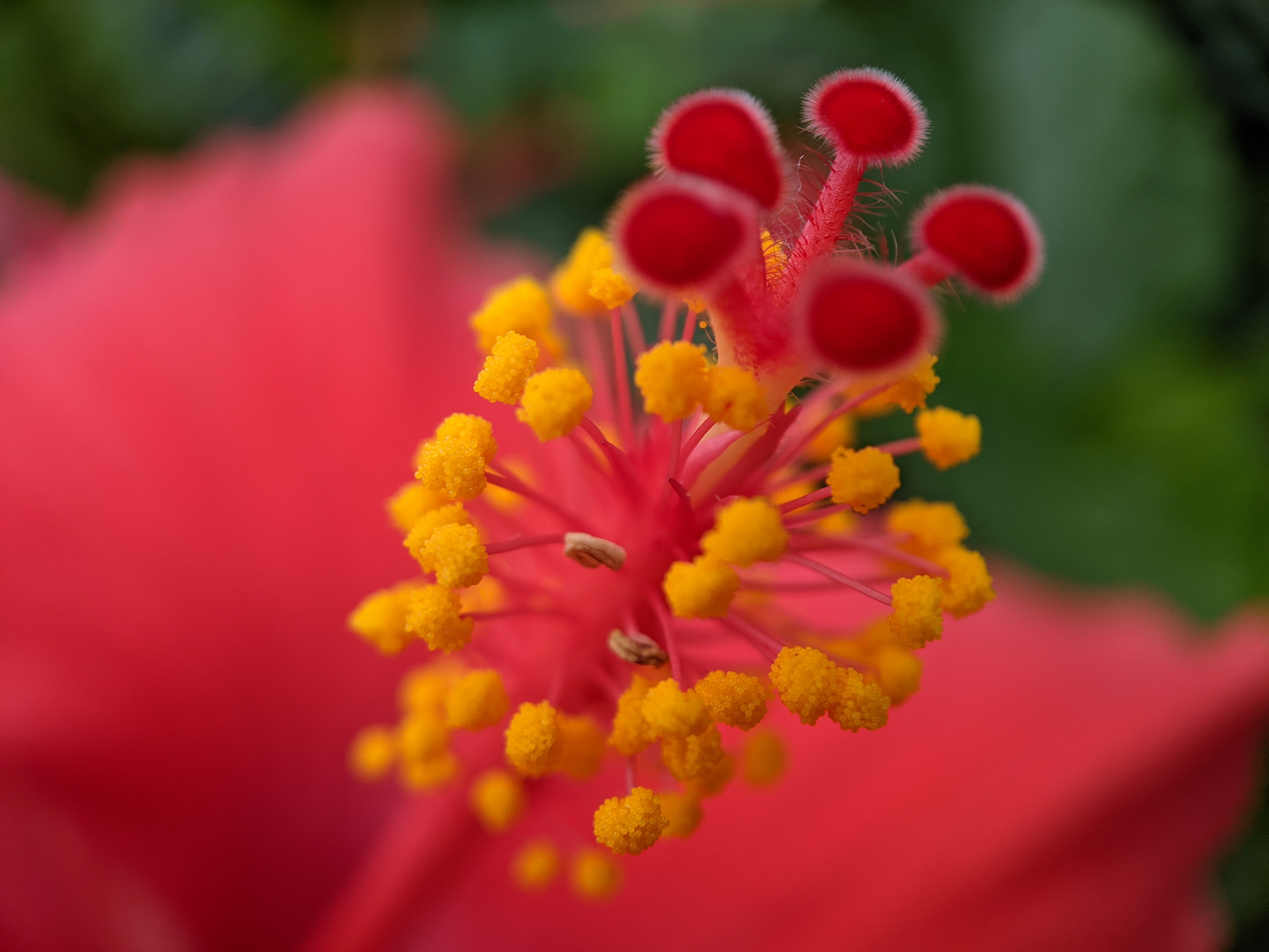 Core of a hibiscus flower, close up