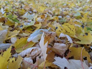 Autumn leaves on the ground