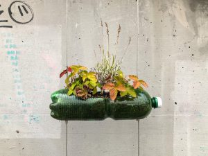 Plants in an empty PET bottle