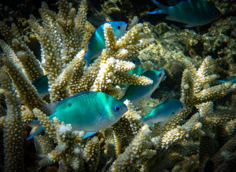 Staghorn Damsel fish on Moore reef in Cairns (Australia)