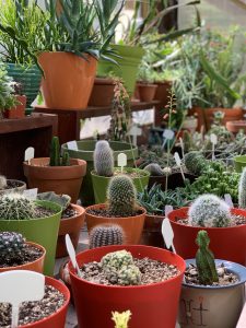 Green Succulents In A Variety Of Red Pots