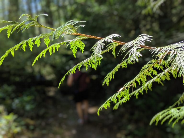 Tree branch in the foreground with a forest background in Goldstream Provincial Park in British Columbia Canada