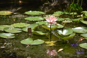 White water lily in a pond with lily pads