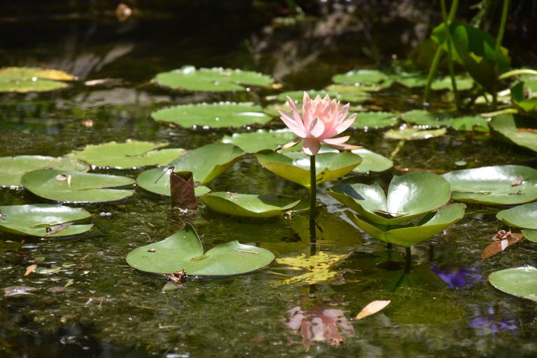 White water lily in a pond with lily pads