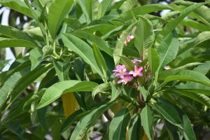 Pink plumeria sprouting from the leaves.