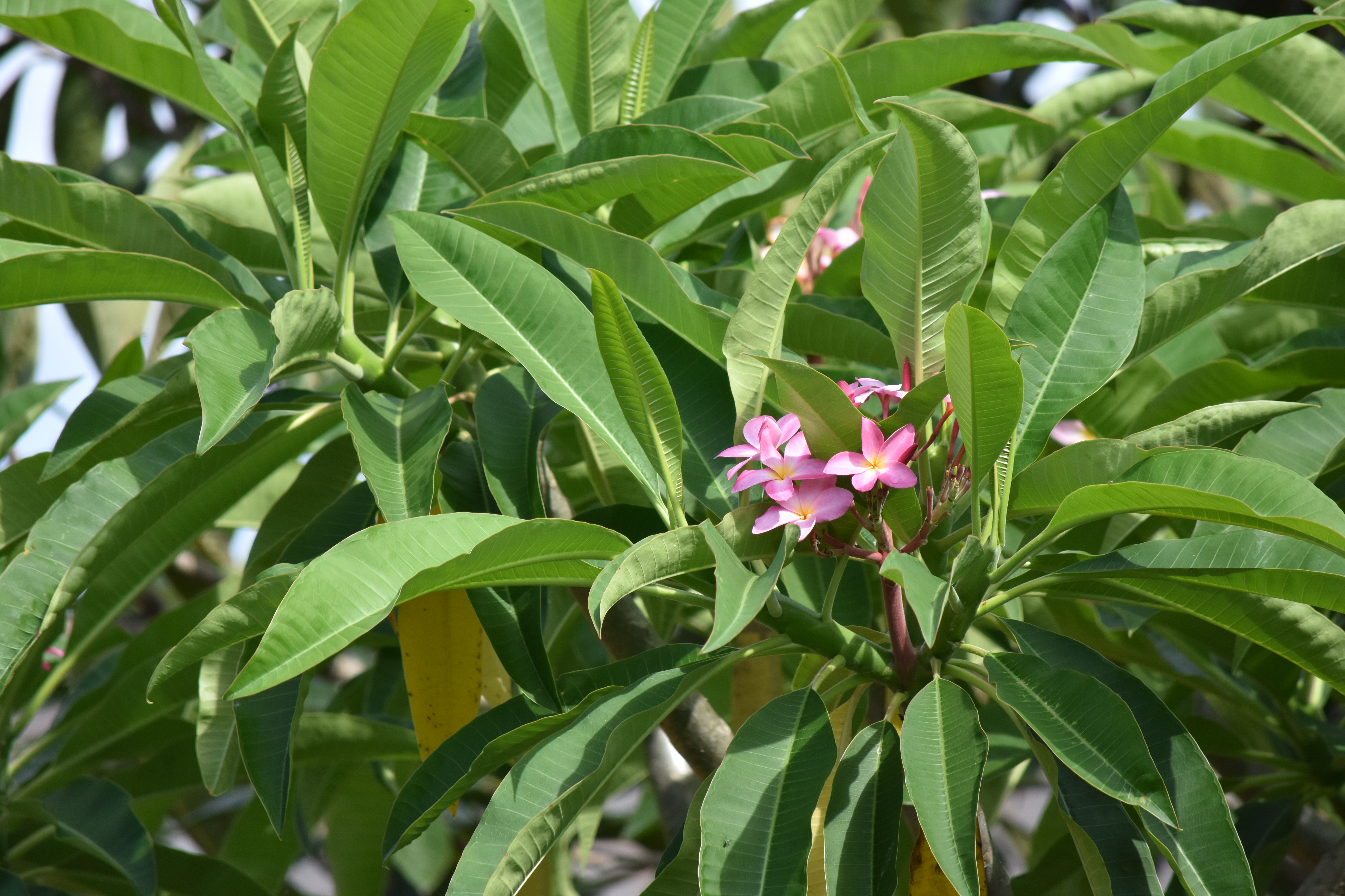 Pink plumeria sprouting from the leaves.