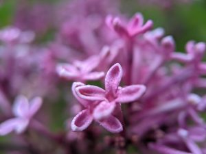 Tiny water droplets on a lilac blossom