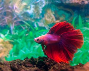 View larger photo: Betta fish in aquarium