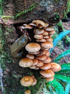 Mushrooms growing out of a tree with a slug. Near Sombrio Beach on Vancouver Island in British Columbia Canada