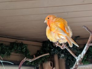 Tiny orange bird in the Beacon Hill Children's Farm in Victoria British Columbia