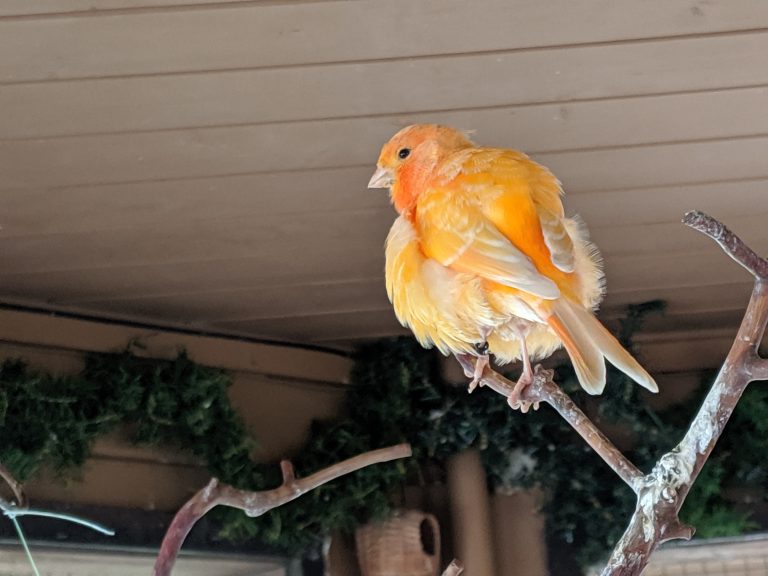 Tiny orange bird in the Beacon Hill Children’s Farm in Victoria British Columbia