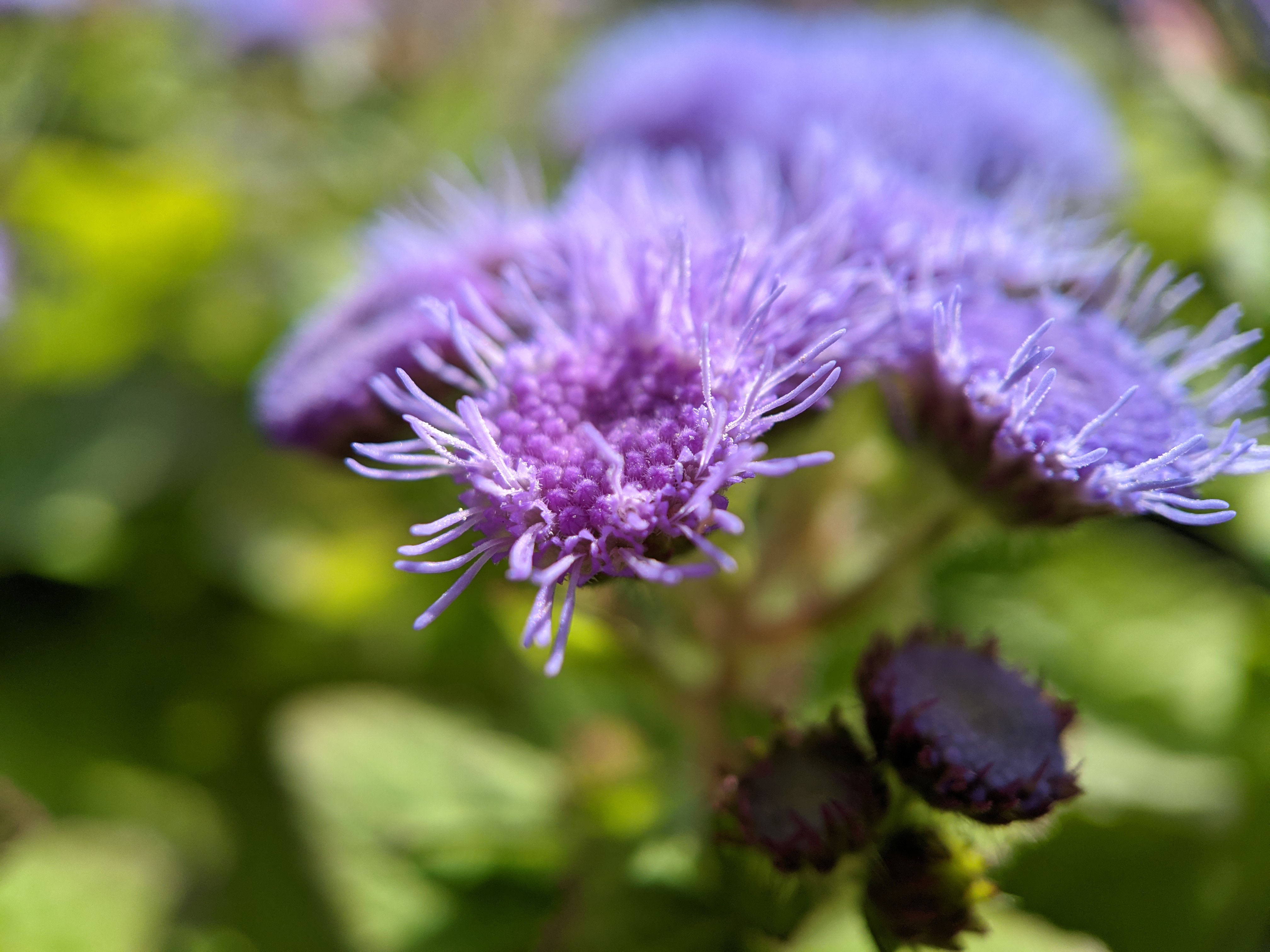 Purple flower, close up
