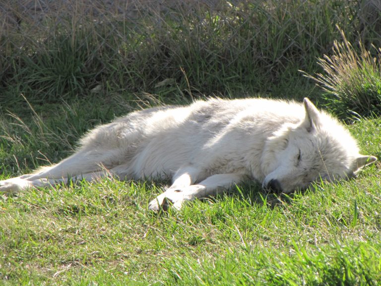 White wolf having a snooze in some grass