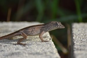 Lizard on a flat rock surface
