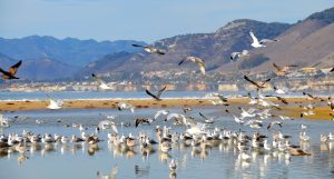 Seagulls At Pismo Beach