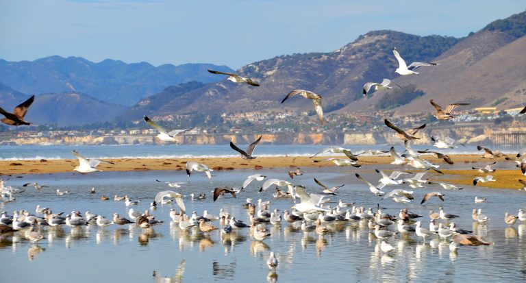 Seagulls At Pismo Beach