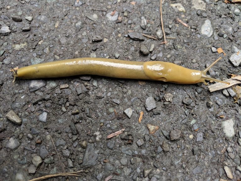 Yellow slug