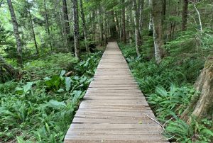 Wooden Path In Lush Forest