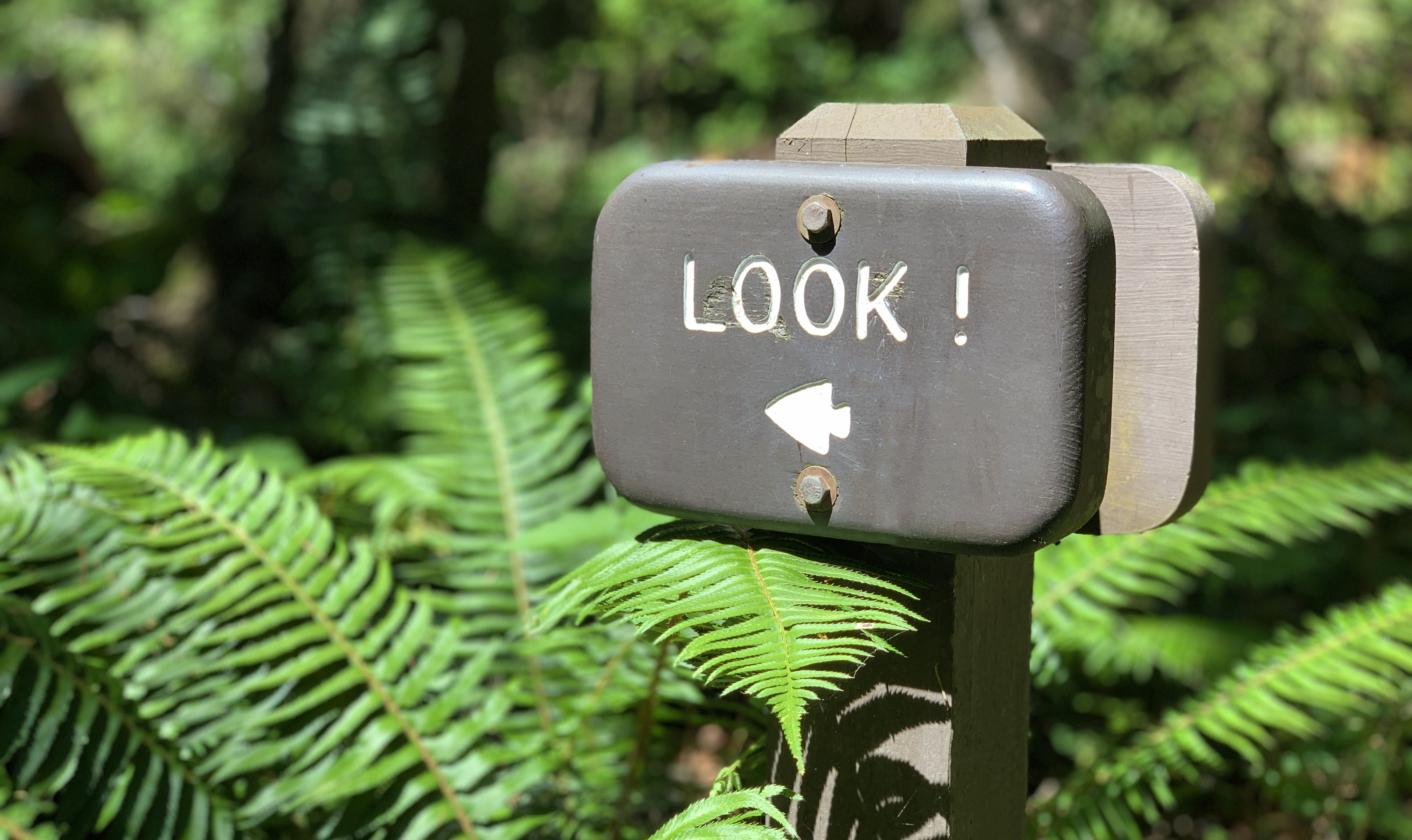Wooden Trail Sign That Says LOOK!