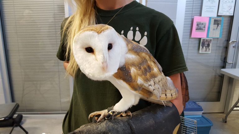 Barn Owl on the arm of a BC Wildlife Park employee