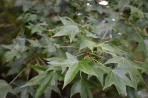 Leaves of a sweetgum tree