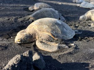Sea Turtles On A Black Sand Beach In Hawaii