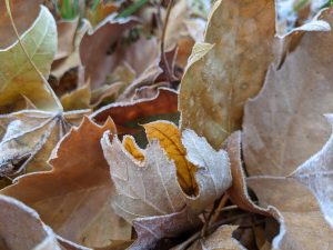 Frost on autumn leaves