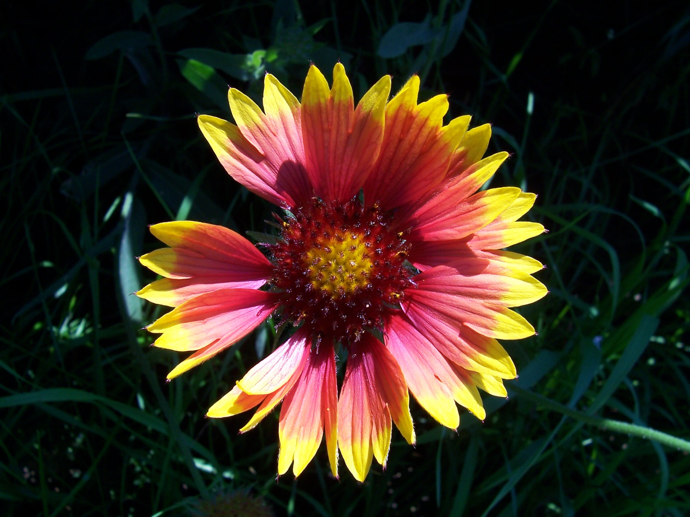 Broken flower in the sun
