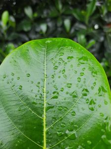 Close-up of a green leaf with water droplets.
