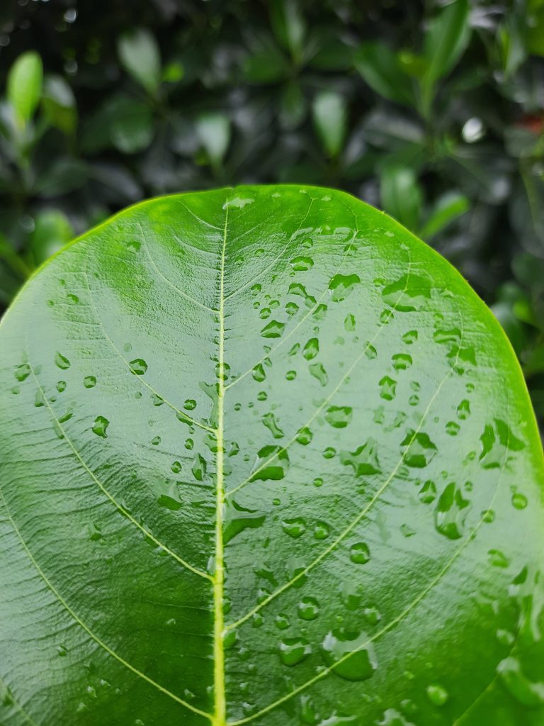 Close-up of a green leaf with water droplets.