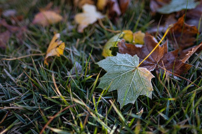 Frost covers a lone maple leaf on a grassy lawn