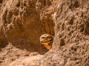 Owl on its burrow looking at you
