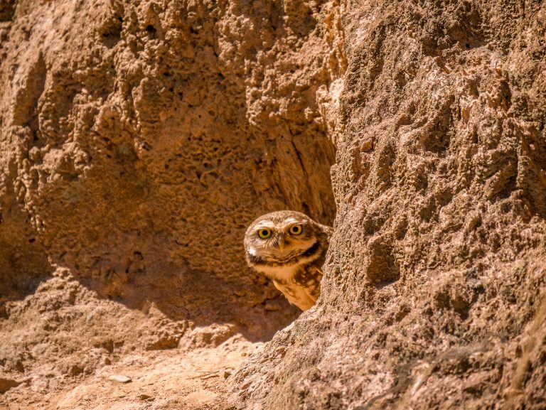 Owl on its burrow looking at you