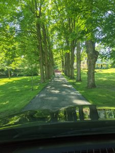 Tree lined drive