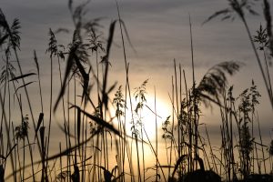 Sunset behind reeds
