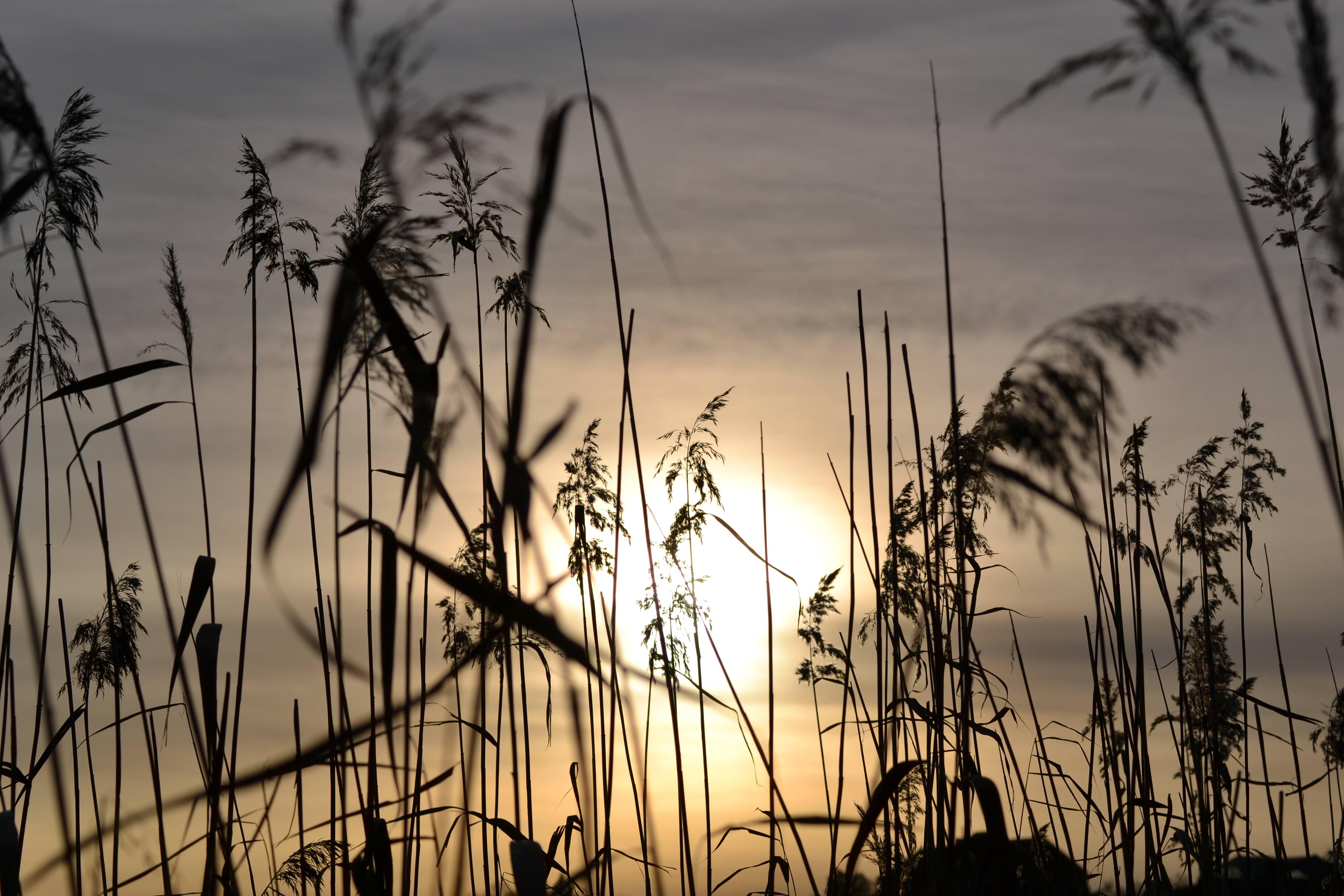 Sunset behind reeds