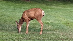 A wild deer in McArthur Island Park in Kamloops British Columbia Canada