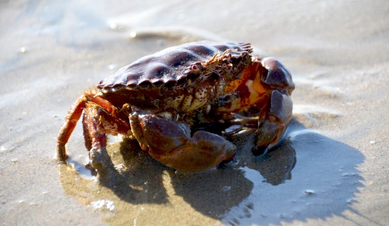 Crab crawling on the beach.