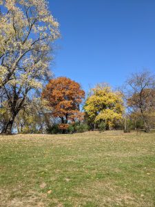 Several trees with early fall leaves at the top of a hill in Pittsburgh's Frick Park