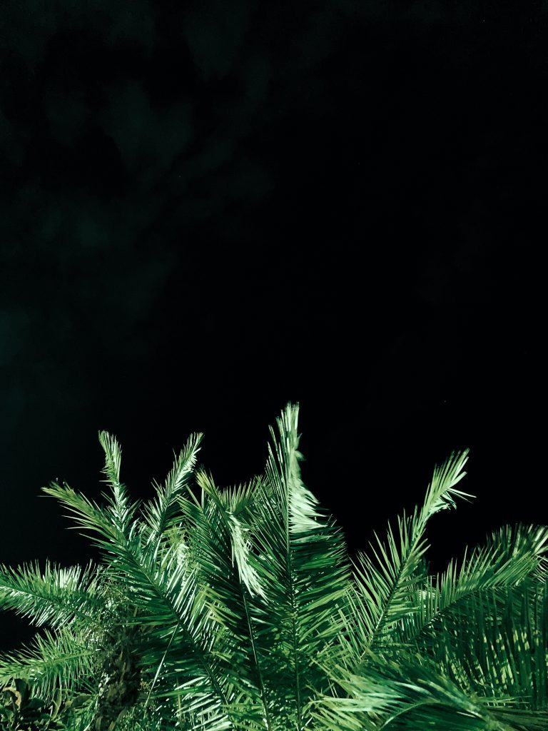 Palm tree at night