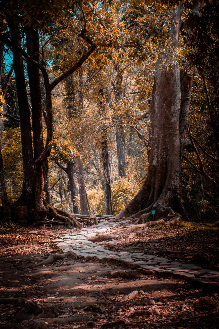 Trees and Footpath