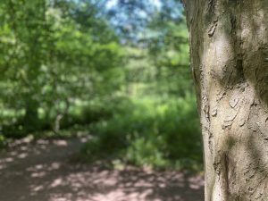 Detail of tree trunk with bokeh background