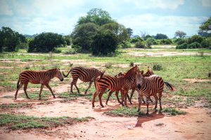 Zebras in Africa