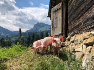 Piglets in the Swiss Alps
