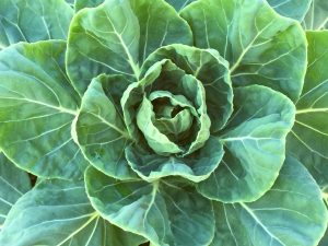 Green lettuce leaves