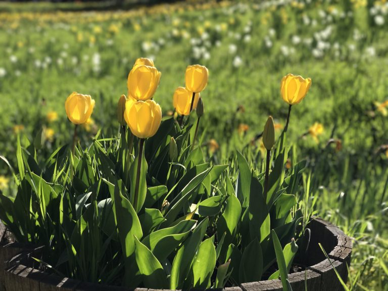 Yellow Tulips