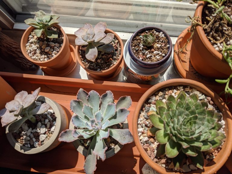 Several succulents growing by a window