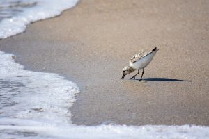 Piper looking for food at the beach