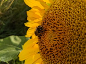 View larger photo: Bumblebee on a sunflower